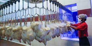 تولید یکپارچه تولید گوشت مرغ در میاندوآب