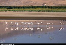 پارک ملی دریاچه ارومیه باارزشترین زیستگاه آذربایجانغربی