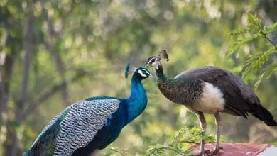 محموله قاچاق طاووس در سلماس کشف شد