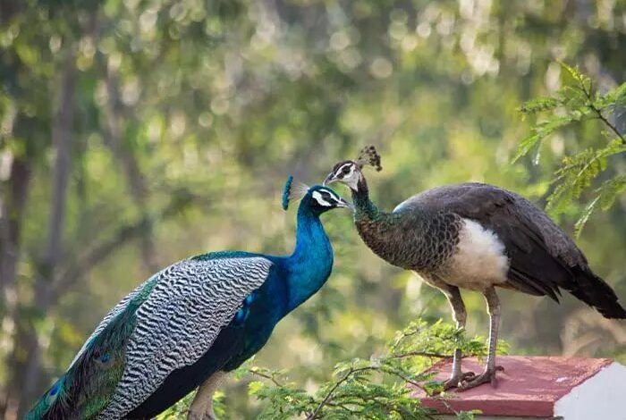 محموله قاچاق طاووس در سلماس کشف شد